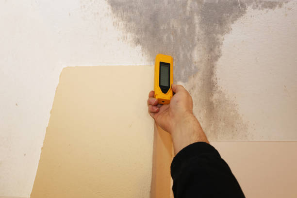 Best Forensic Mold Investigation  in Bernardsville, NJ