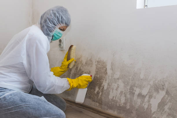 Best Water Damage & Mold Remediation  in Bernardsville, NJ