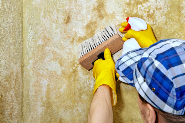 Best Crawl Space Mold Remediation  in Bernardsville, NJ