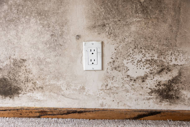 Bernardsville, NJ Mold Removal Company